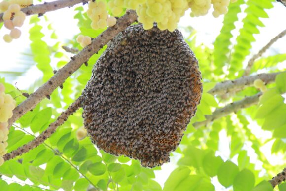  Hive